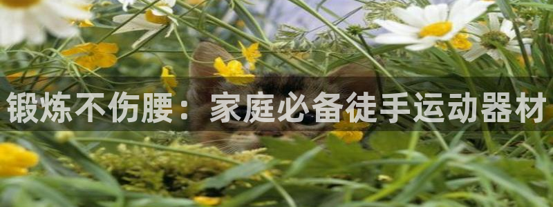 意昂体育3招商电话号码：锻炼不伤腰：家庭必备徒手运动